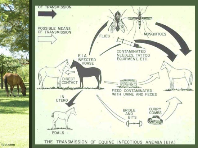 anemia infecciosa equina